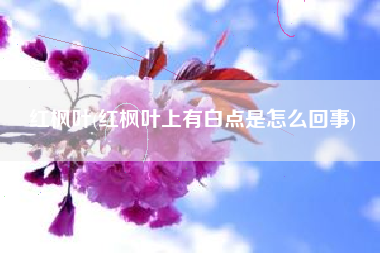 红枫叶，红枫叶上有白点是怎么回事？
